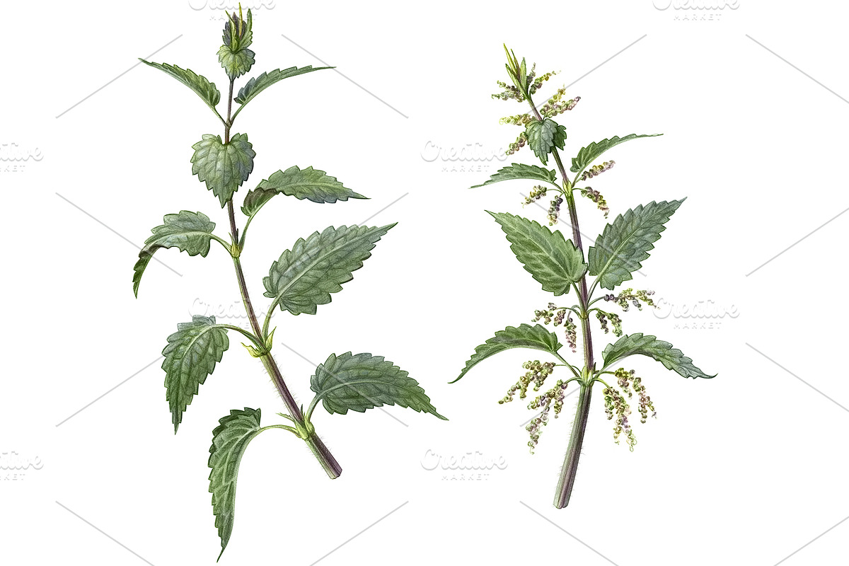 Nettle Pencil Illustration Isolated in Illustrations - product preview 8