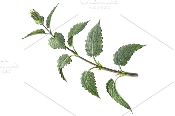 Nettle Pencil Illustration Isolated in Illustrations - product preview 1