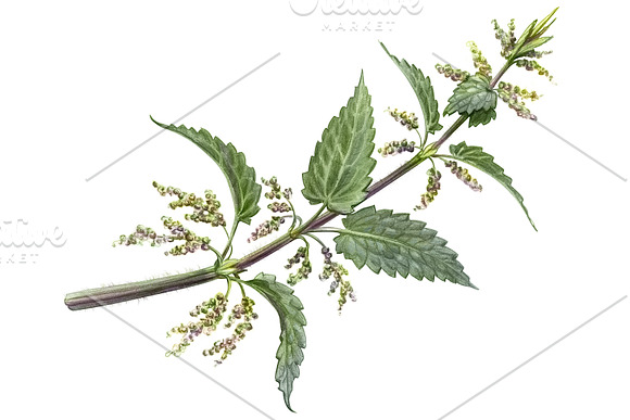 Nettle Pencil Illustration Isolated in Illustrations - product preview 2