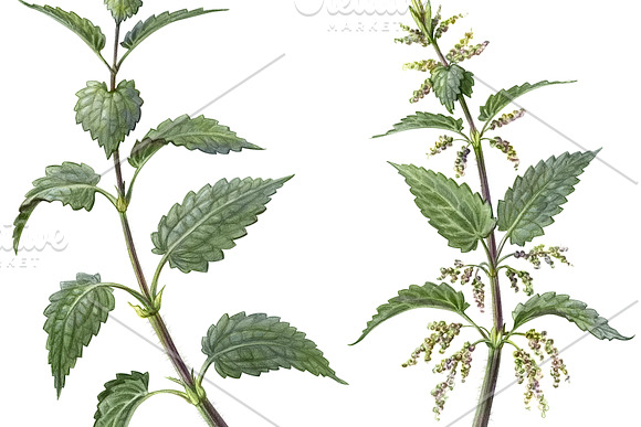 Nettle Pencil Illustration Isolated in Illustrations - product preview 3