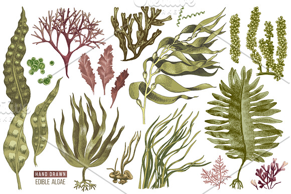 Hand drawn edible seaweeds in Illustrations - product preview 1