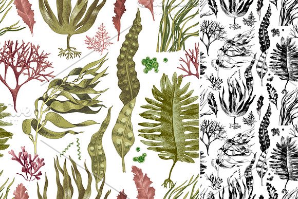 Hand drawn edible seaweeds in Illustrations - product preview 3