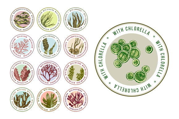 Hand drawn edible seaweeds in Illustrations - product preview 4