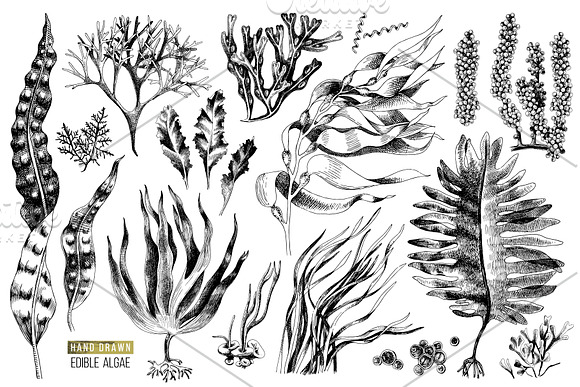 Hand drawn edible seaweeds in Illustrations - product preview 5