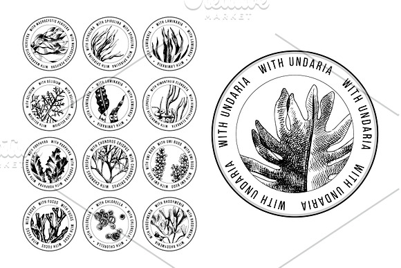 Hand drawn edible seaweeds in Illustrations - product preview 6