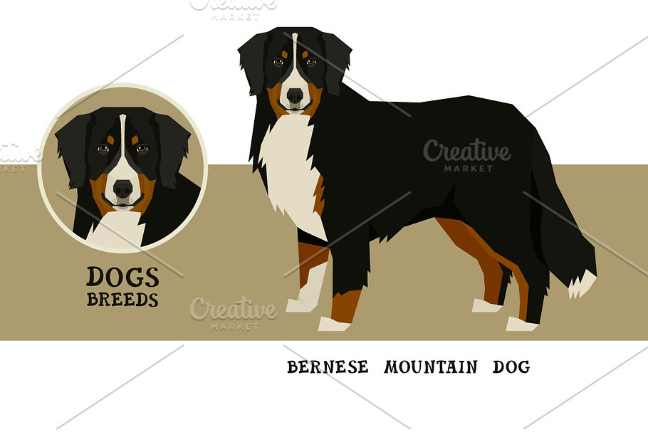 Dog breeds Bernese Mountain Dog in Illustrations - product preview 8