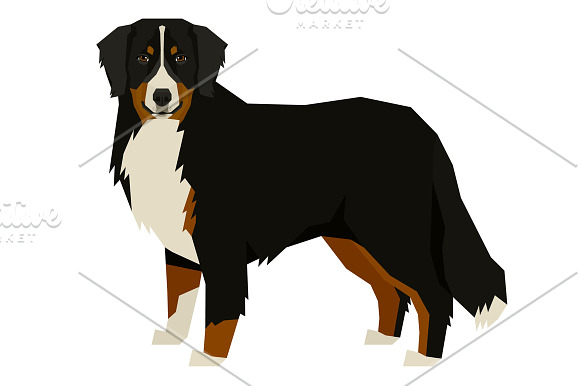 Dog breeds Bernese Mountain Dog in Illustrations - product preview 1
