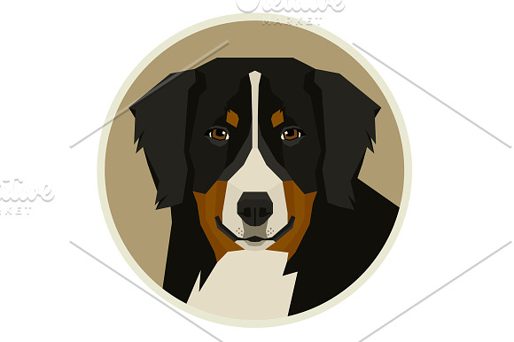 Dog breeds Bernese Mountain Dog in Illustrations - product preview 2