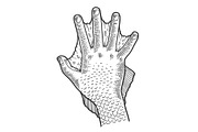 Hand amphibian man sketch vector