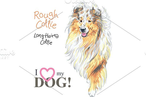dog Rough Collie breed vector