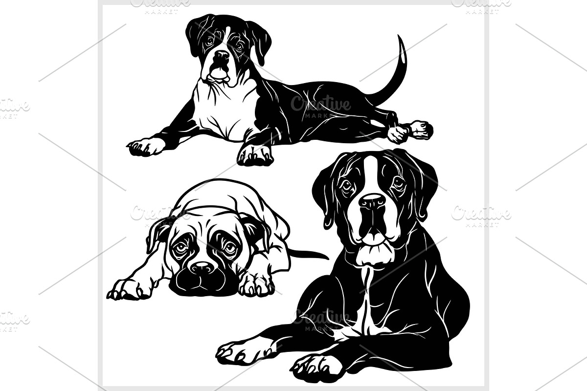 Boxer dog - vector set isolated in Illustrations - product preview 8
