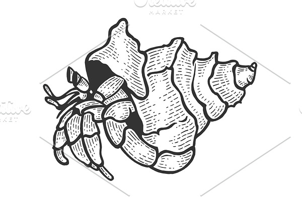 Hermit crab sea animal sketch vector