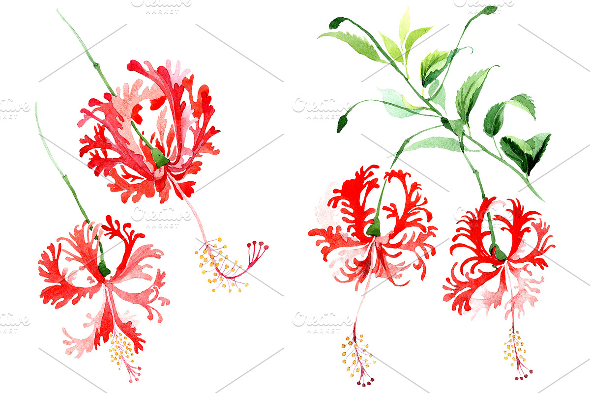 Hibiscus schizopetalon red in Illustrations - product preview 8