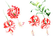 Hibiscus schizopetalon red