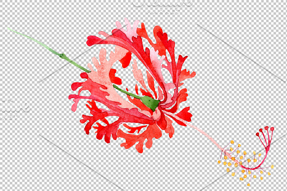 Hibiscus schizopetalon red in Illustrations - product preview 1