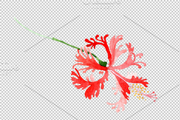 Hibiscus schizopetalon red in Illustrations - product preview 2