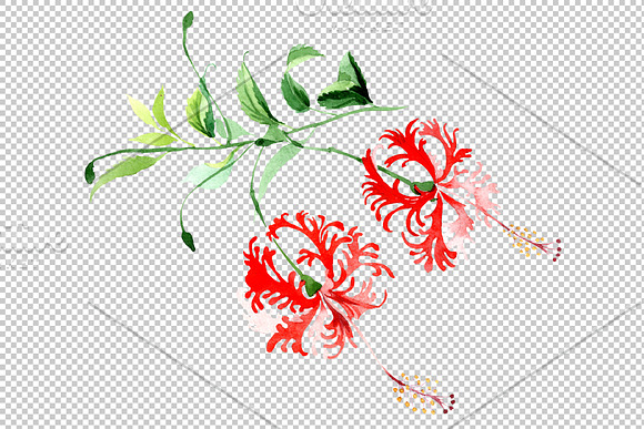 Hibiscus schizopetalon red in Illustrations - product preview 3