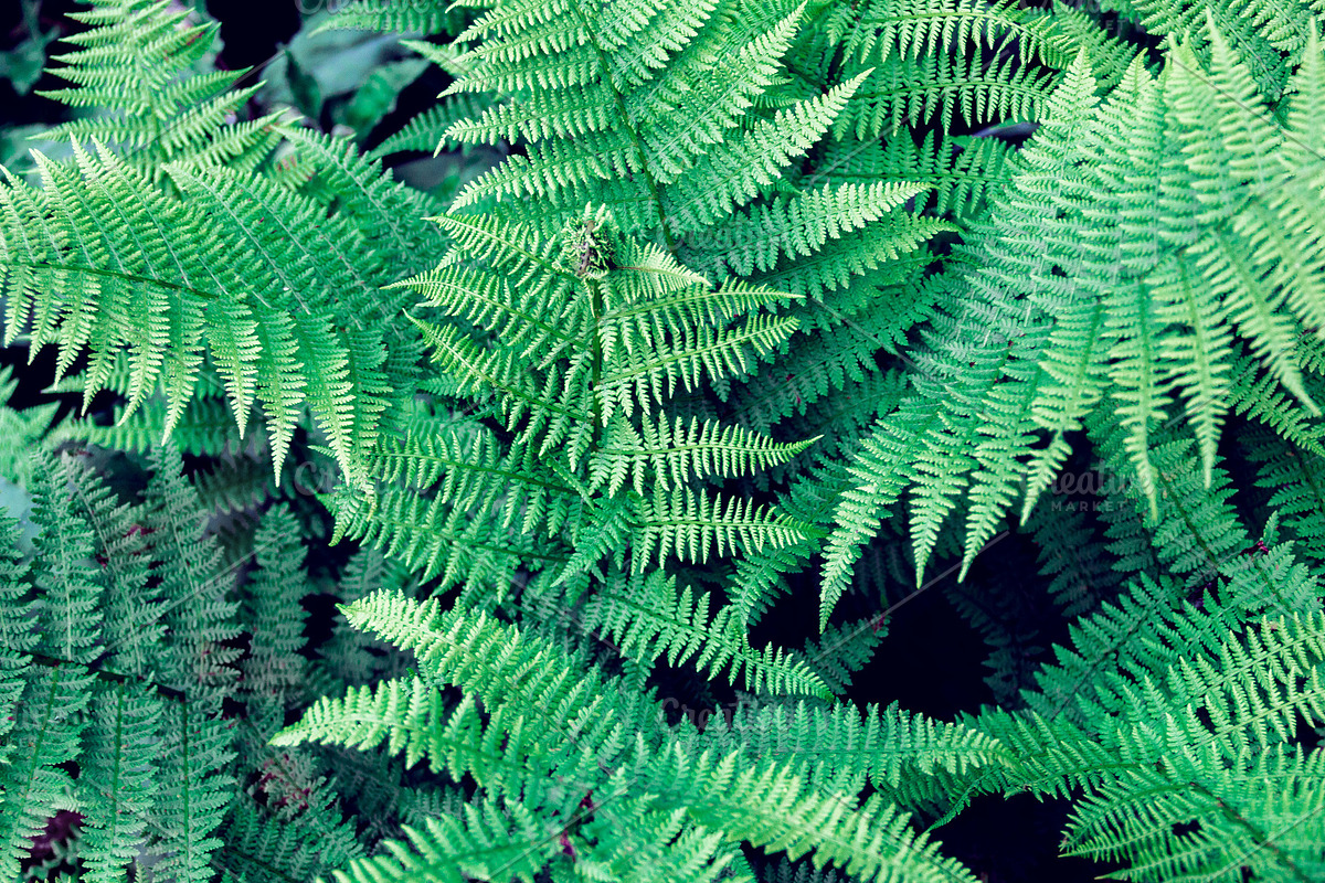 fern leaves as a background in Textures - product preview 8