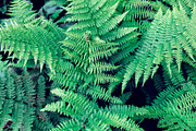 fern leaves as a background