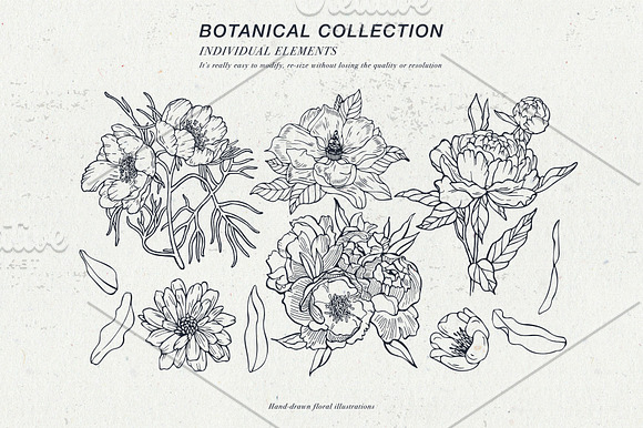 Vintage floral illustrations in Illustrations - product preview 4