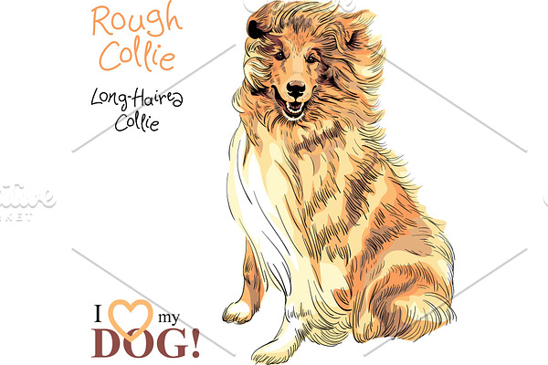dog Rough Collie breed vector