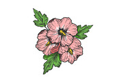 Hibiscus flower engraving vector