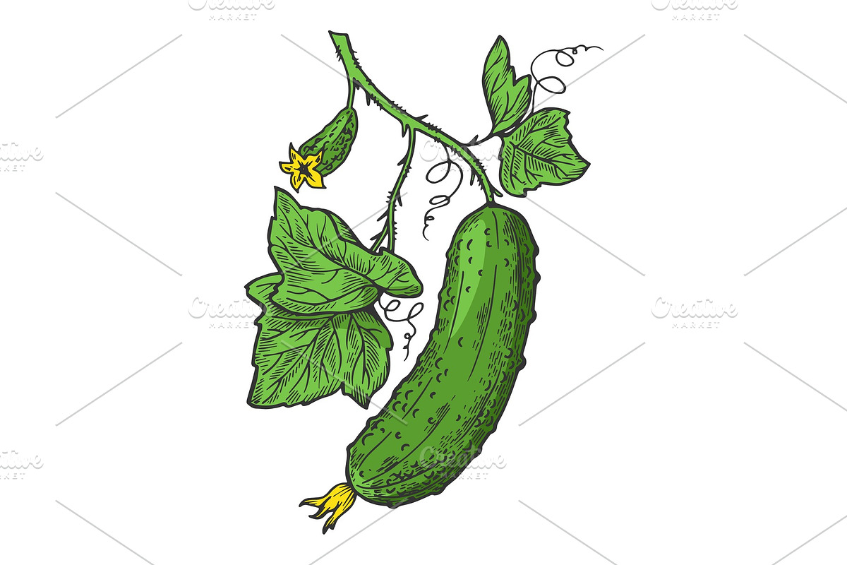 Cucumber engraving vector in Illustrations - product preview 8