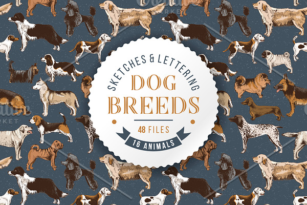 Dog breeds - sketches & lettering