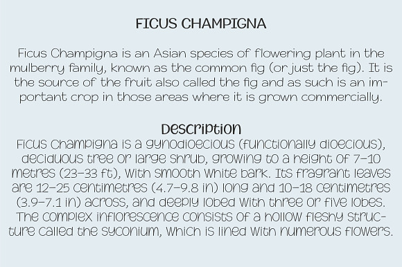 Champigna Comic Family in Display Fonts - product preview 3