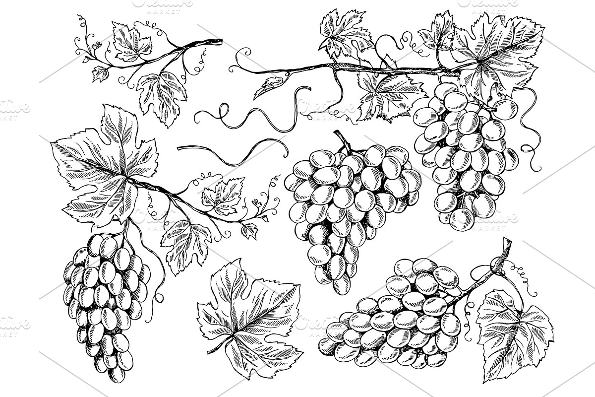 Grape sketch. Floral pictures wine in Graphics - product preview 8