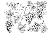 Grape sketch. Floral pictures wine