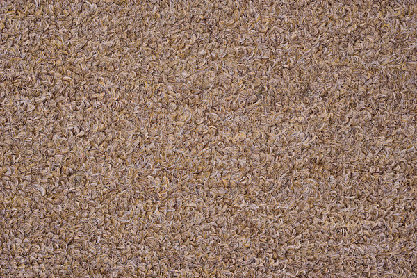 Light brown carpet texture