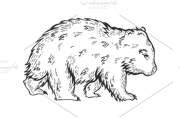Wombat animal sketch engraving