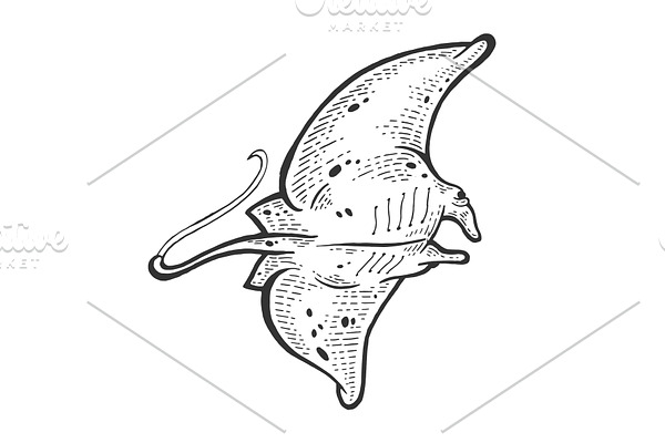 Batoidea stingray sea animal sketch