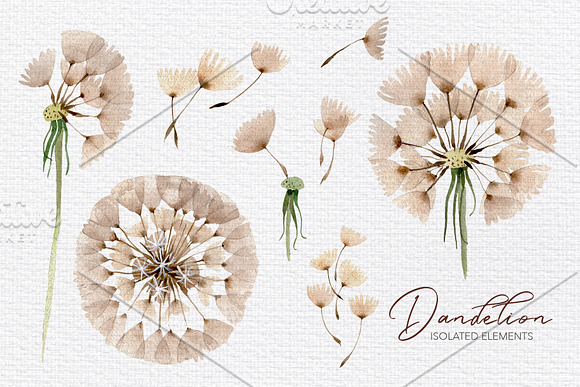 Summer dandelion collection in Illustrations - product preview 4