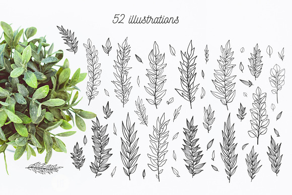 52 hand drawn branches in Objects - product preview 4