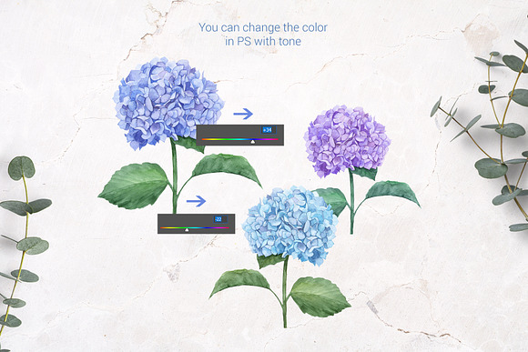 Watercolor hydrangea in Illustrations - product preview 2