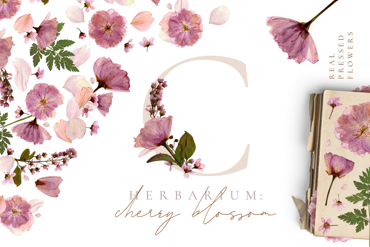 Herbarium vol. 1: Cherry Blossoms in Illustrations - product preview 8