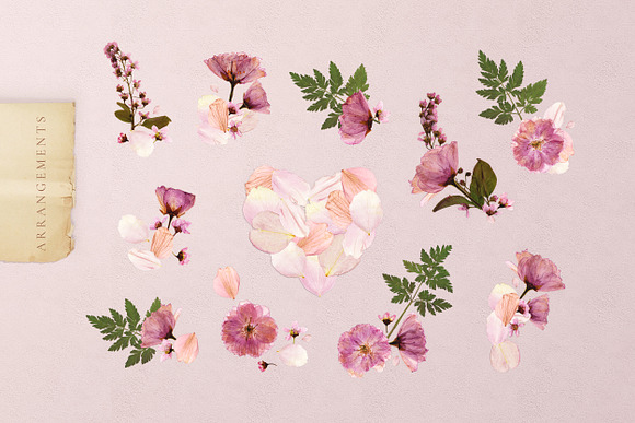 Herbarium vol. 1: Cherry Blossoms in Illustrations - product preview 8