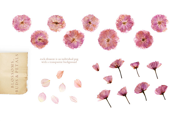Herbarium vol. 1: Cherry Blossoms in Illustrations - product preview 9