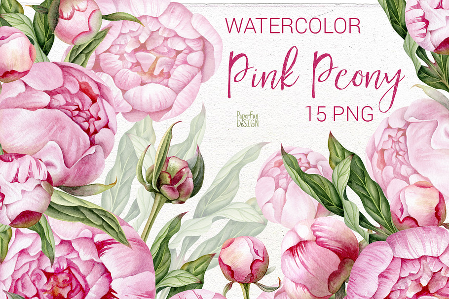 Watercolor pink peony flowers.