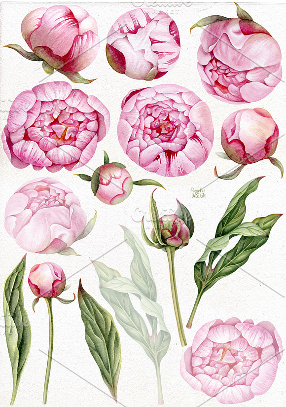Watercolor pink peony flowers. in Illustrations - product preview 1