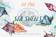 Sea Shells Watercolor png