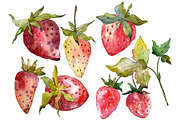 Strawberry "Kimberly" watercolor png