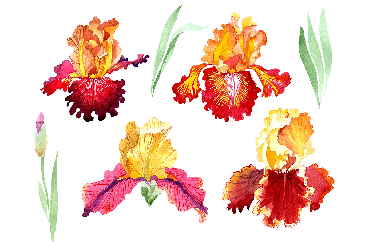 Iris plant Bold encounter watercolor in Illustrations - product preview 8