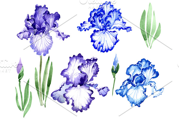 Iris bearded blue watercolor png