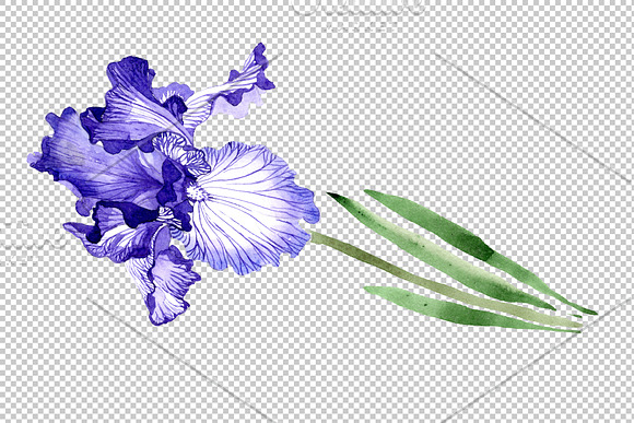 Iris bearded blue watercolor png in Illustrations - product preview 3