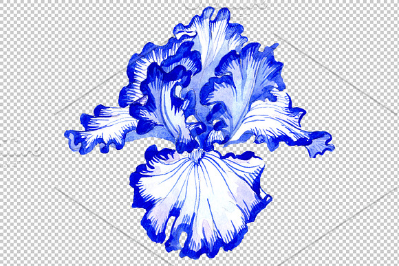 Iris bearded blue watercolor png in Illustrations - product preview 4