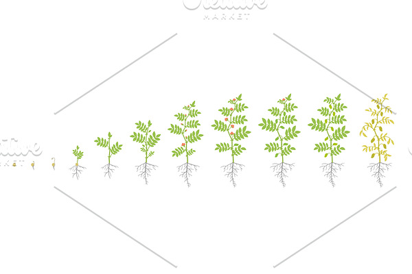 Crop stages of Chickpea.