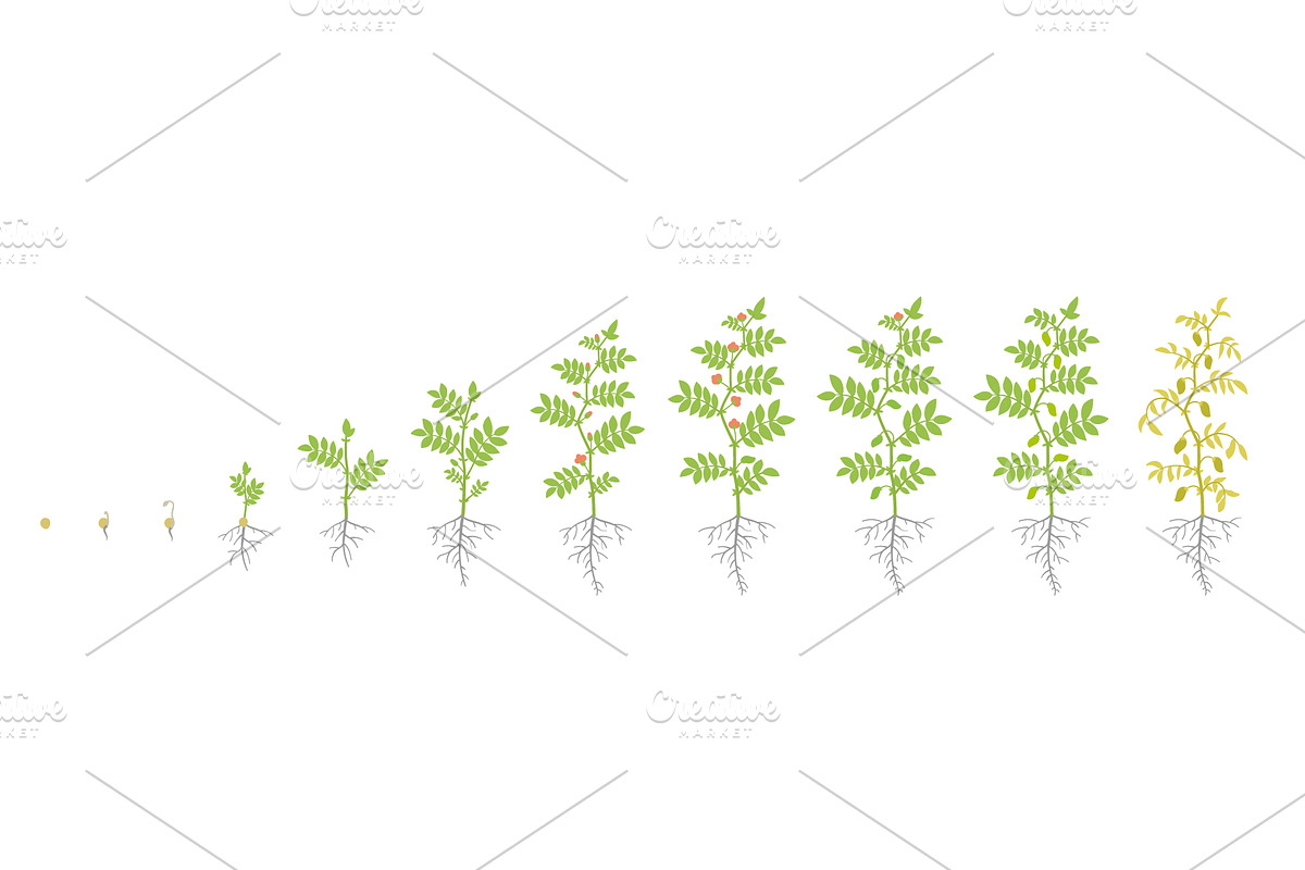 Crop stages of Chickpea. in Illustrations - product preview 8
